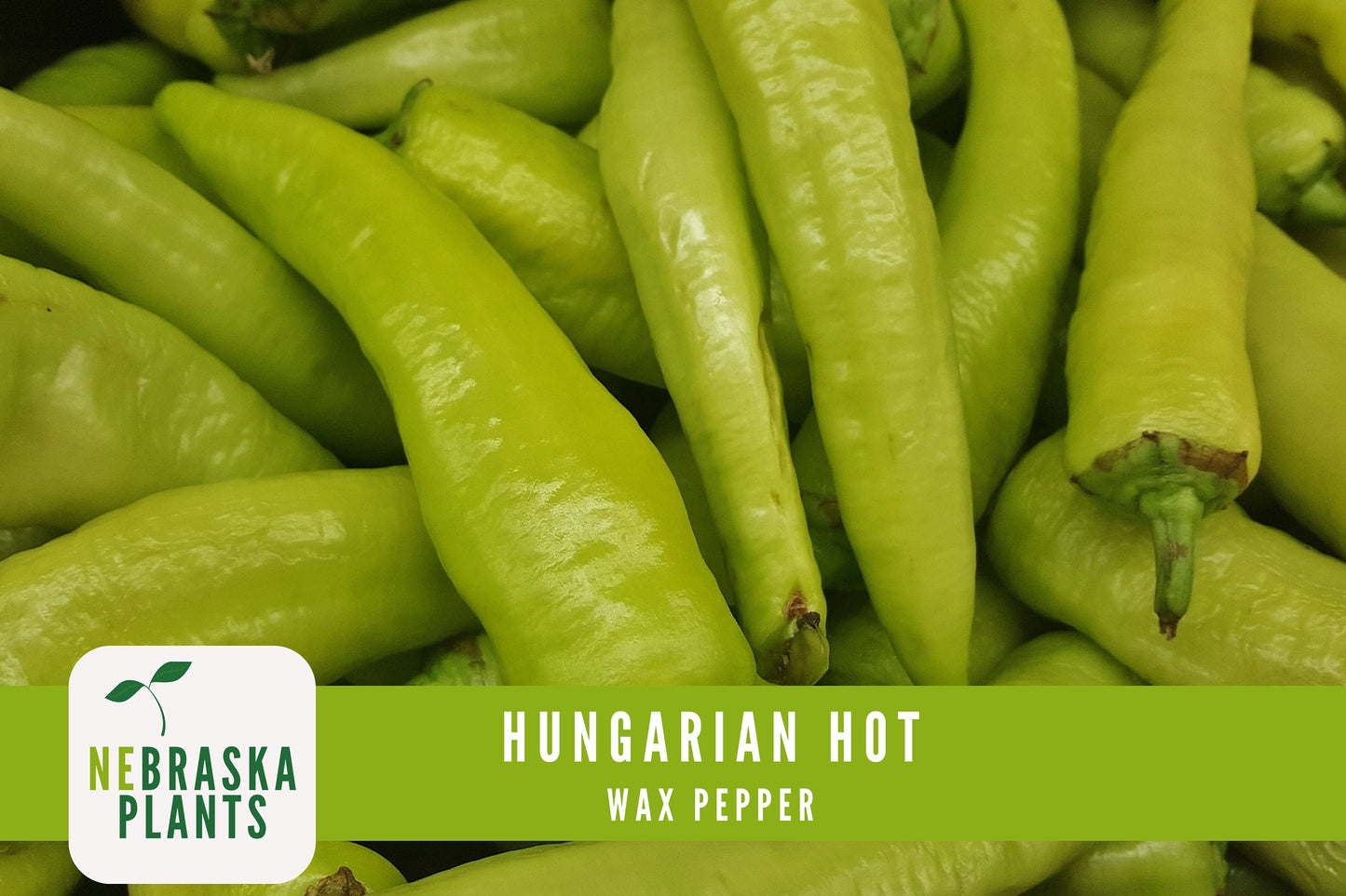 Hungarian Wax Pepper Seeds - Nebraska Seeds