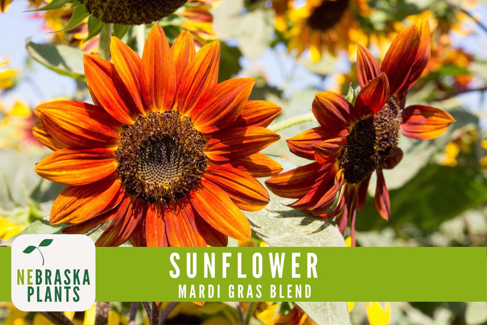 Mardi Gras Sunflower Seeds - Nebraska Seeds