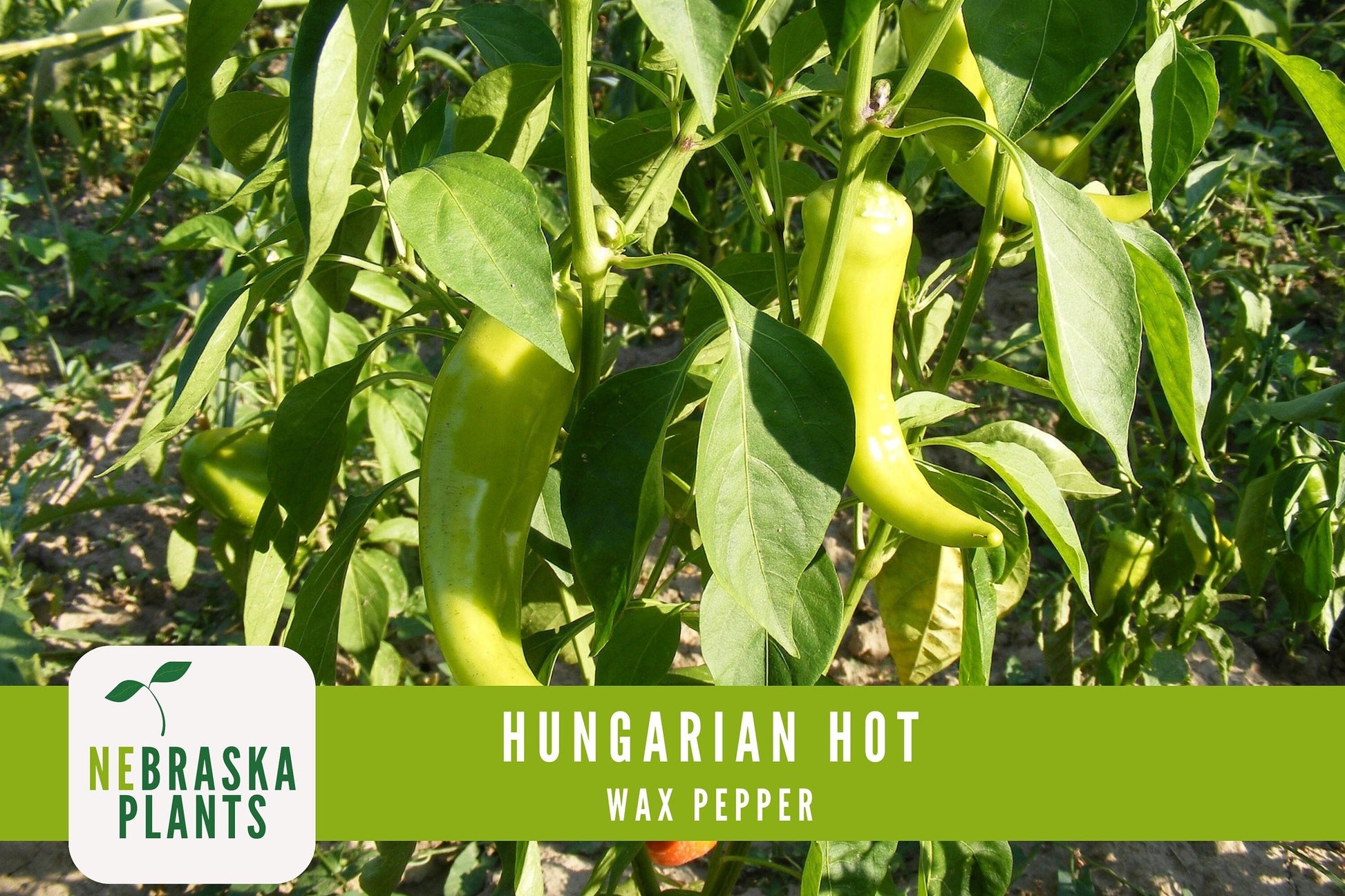 Hungarian Wax Pepper Seeds - Nebraska Seeds