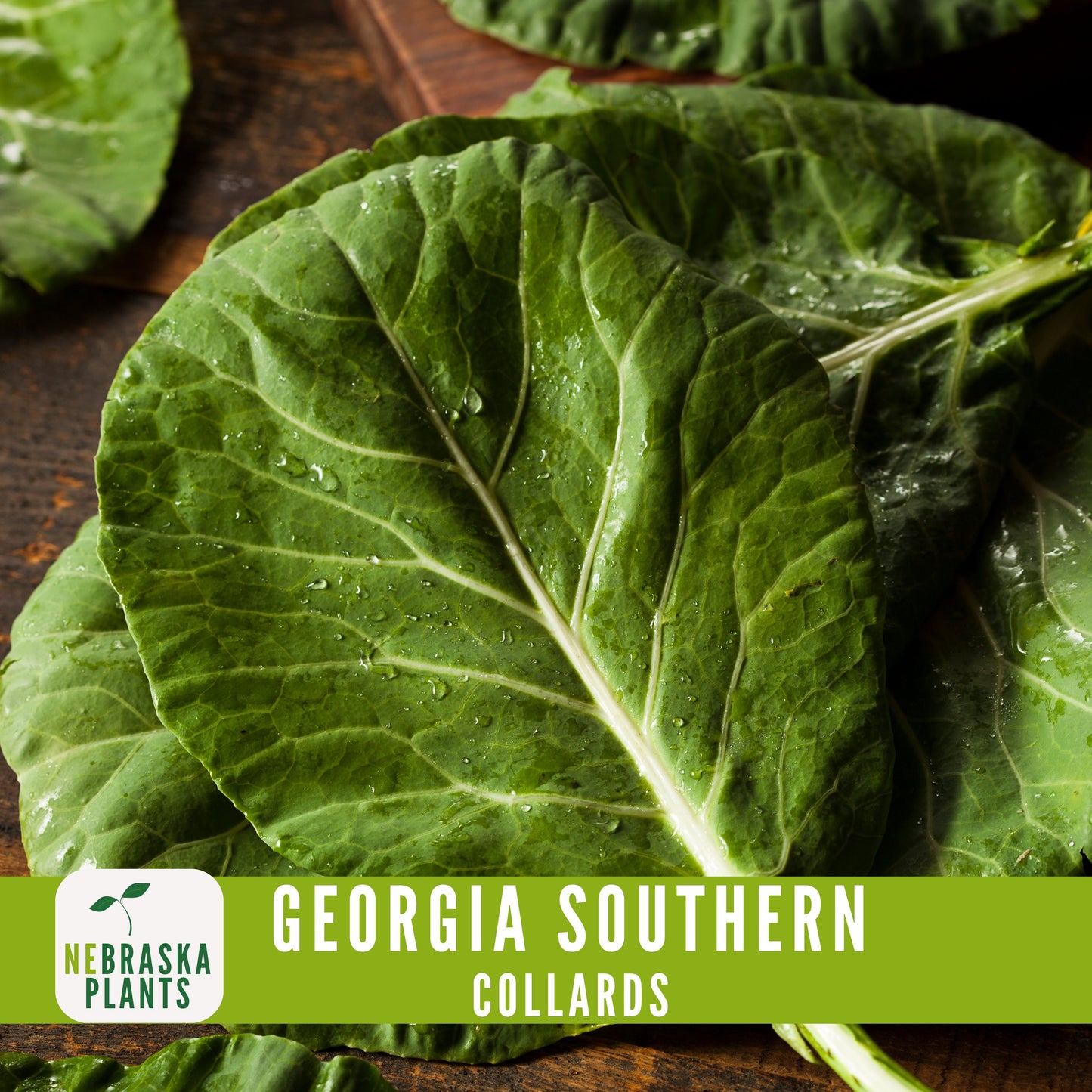 Georgia Southern Collard Seeds - Nebraska Seeds