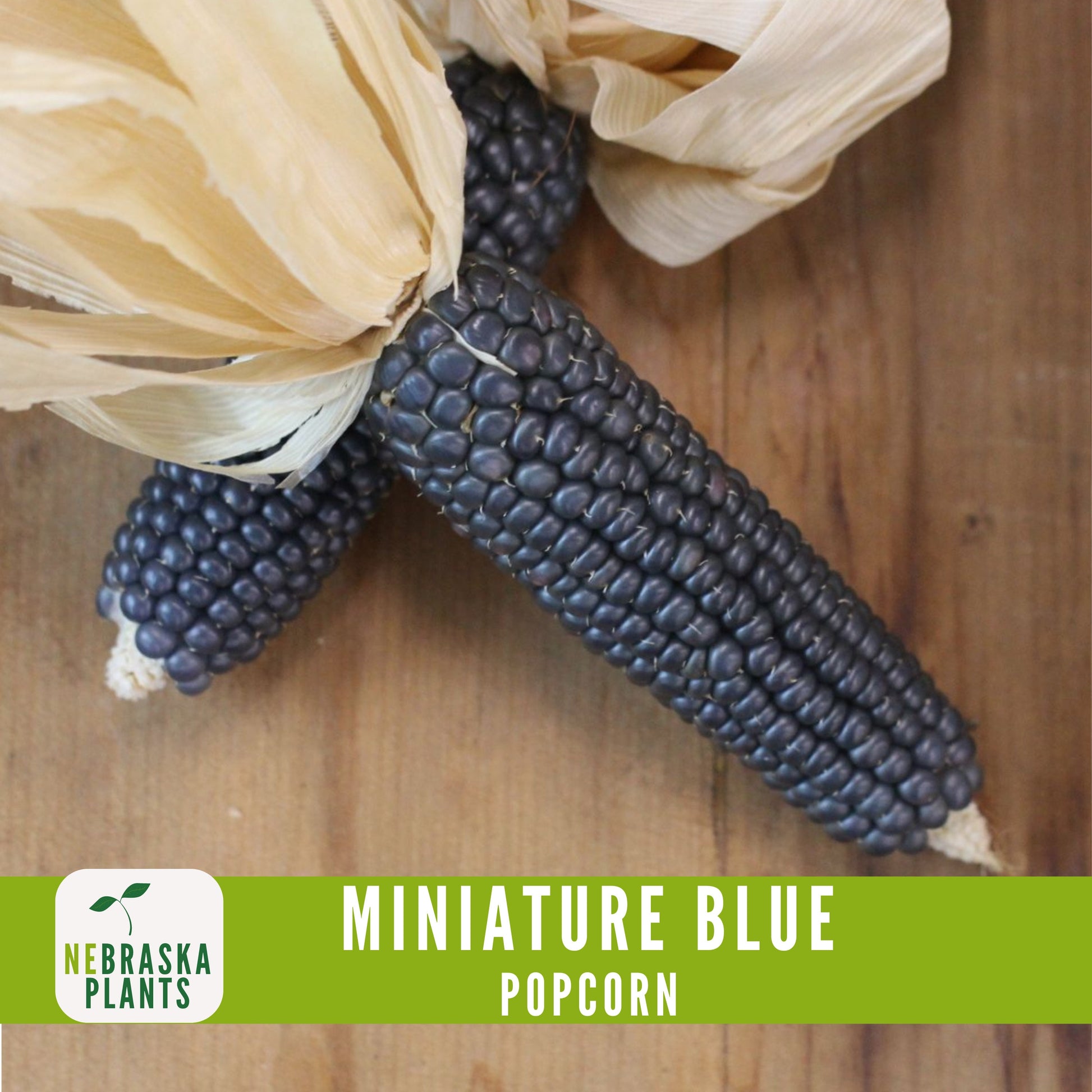 Rare Miniature Blue Popcorn Seeds - Grow Unique Heirloom Popcorn Seeds in your own Backyard! - Nebraska Seeds