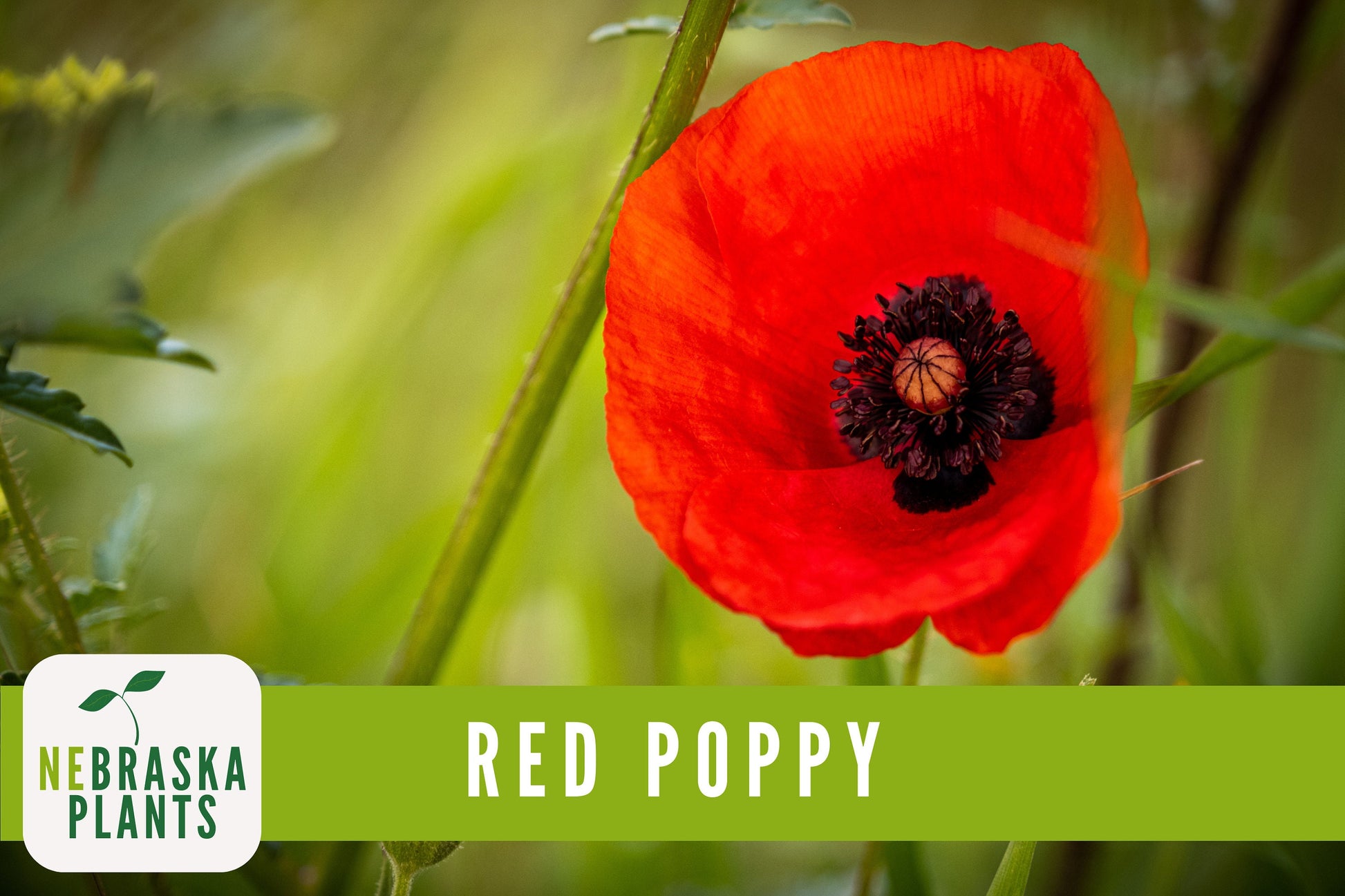 Red Poppy Flower Seeds - Heirloom Red Poppy Flower Seeds - Nebraska Seeds