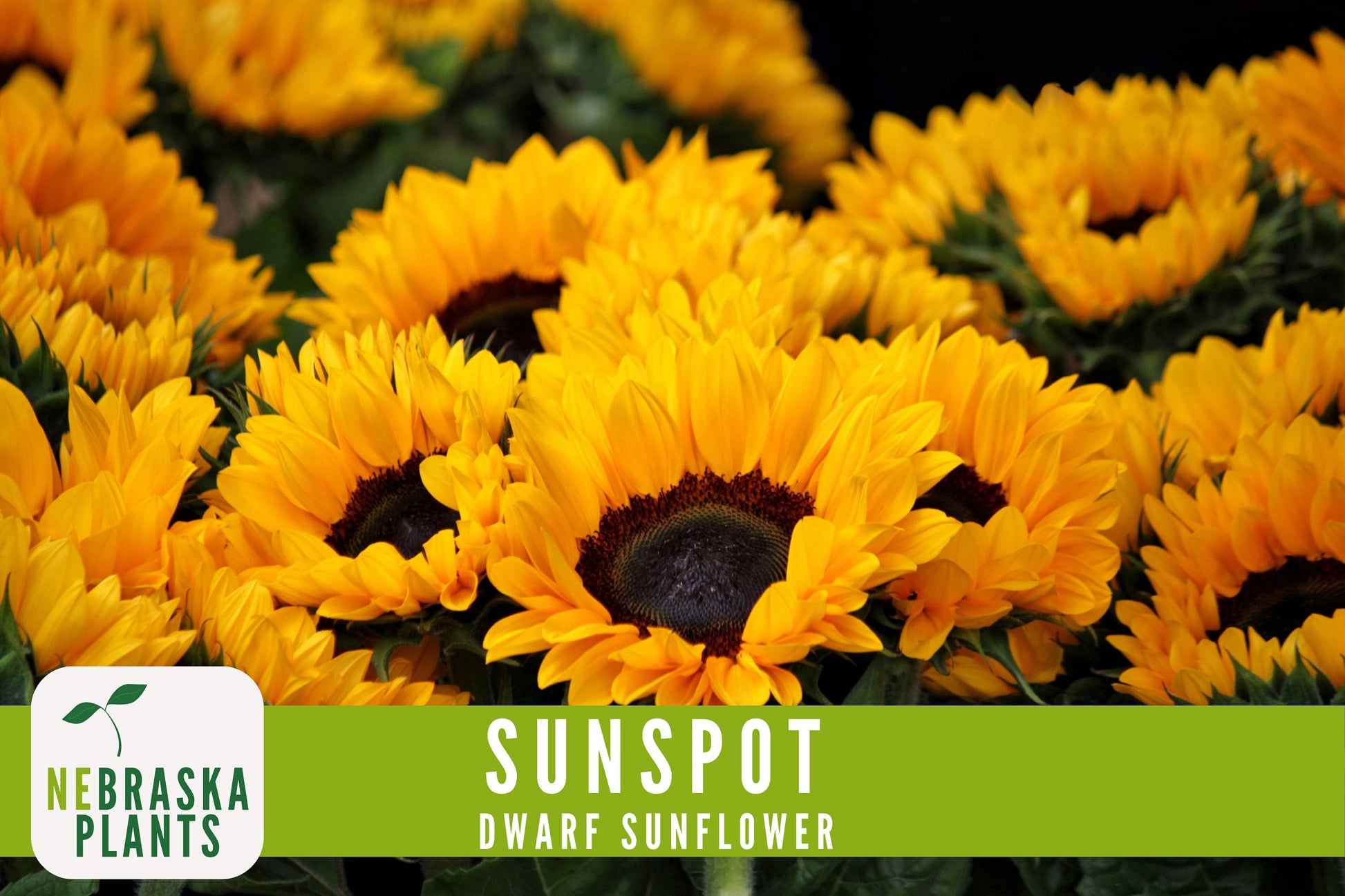 Sunflower Seeds - Sunspot Dwarf Heirloom Sunflower Garden Seeds - Nebraska Seeds