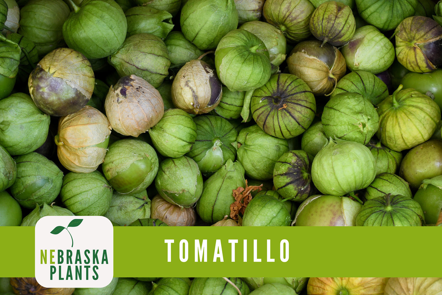 Tomatillo Seeds - Toma Verda Heirloom Garden Seeds - Nebraska Seeds