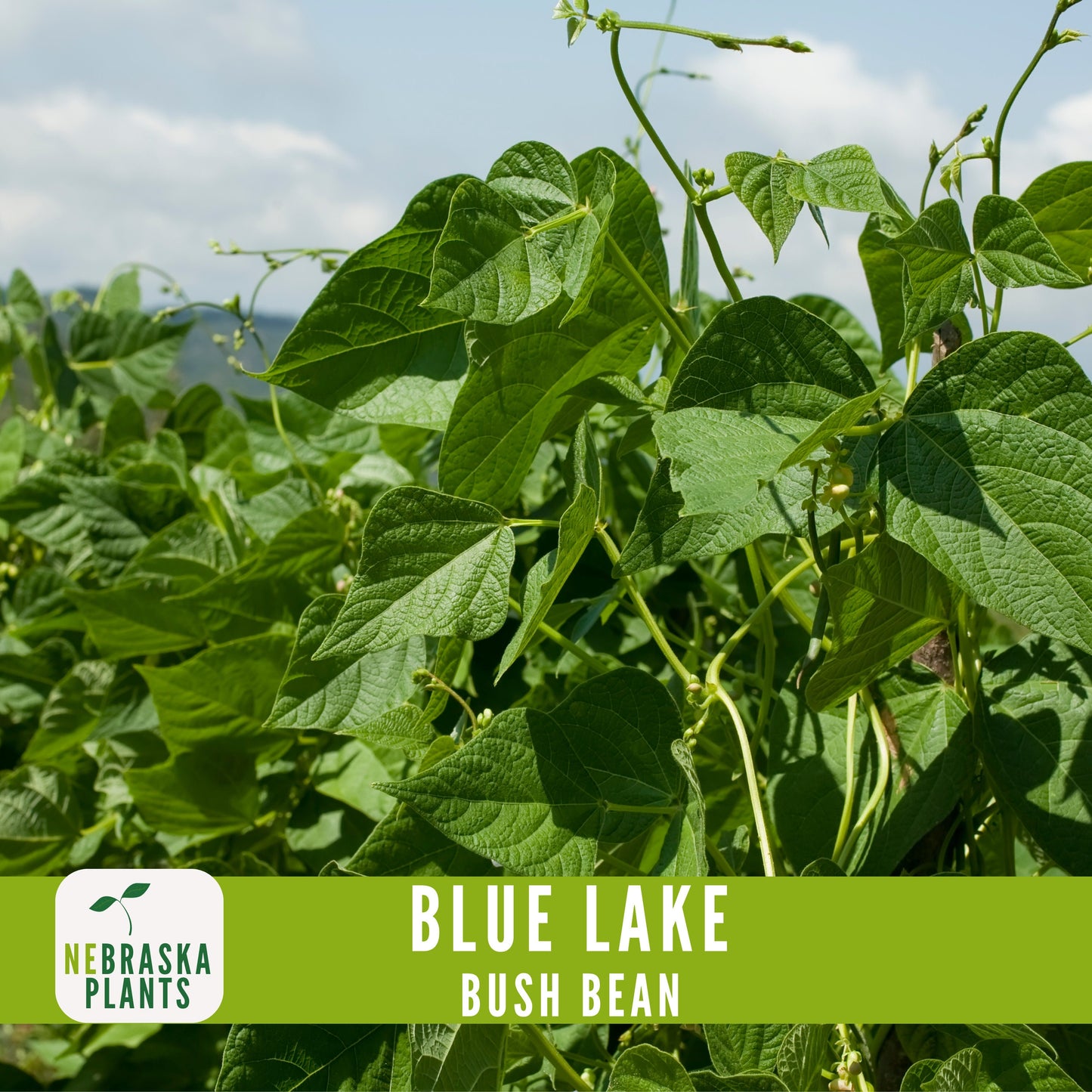 Blue Lake Bush Bean Seeds - Nebraska Seeds