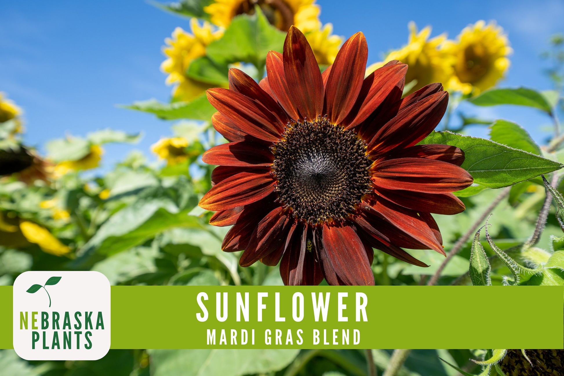 Mardi Gras Sunflower Seeds - Nebraska Seeds