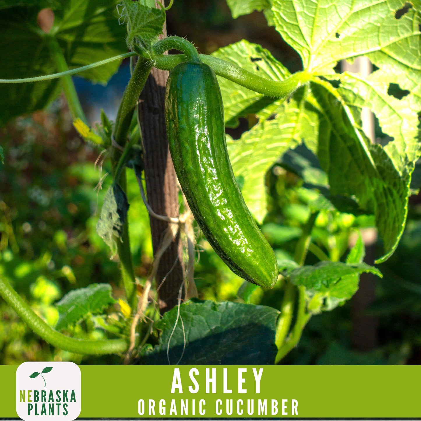 Organic Ashley Cucumber Seeds - Nebraska Seeds