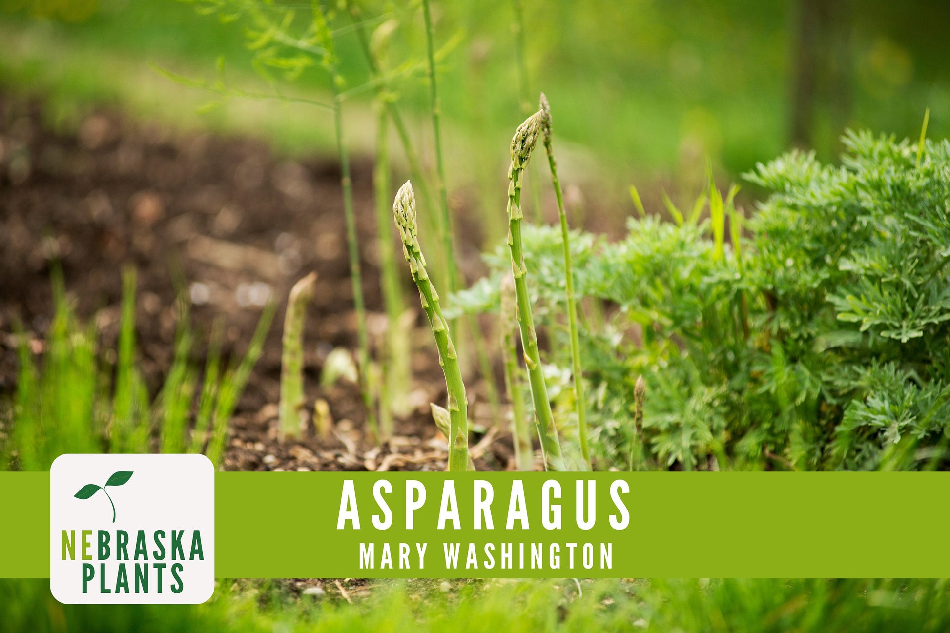 Mary Washington Asparagus Seeds - Nebraska Seeds