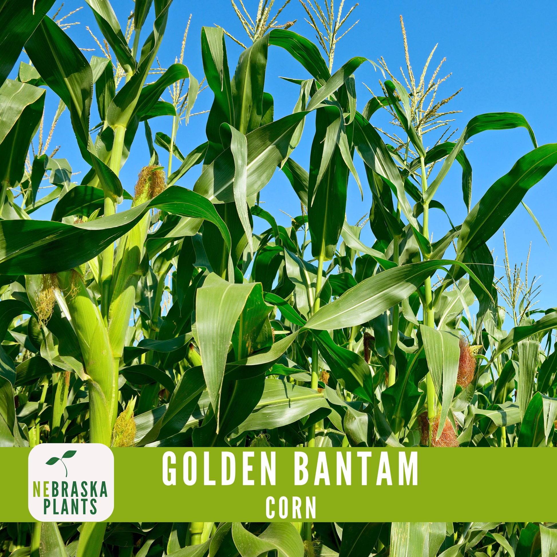 Golden Bantam Corn Seeds - Nebraska Seeds