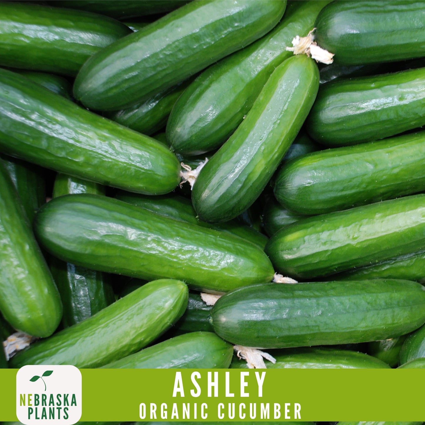 Organic Ashley Cucumber Seeds - Nebraska Seeds