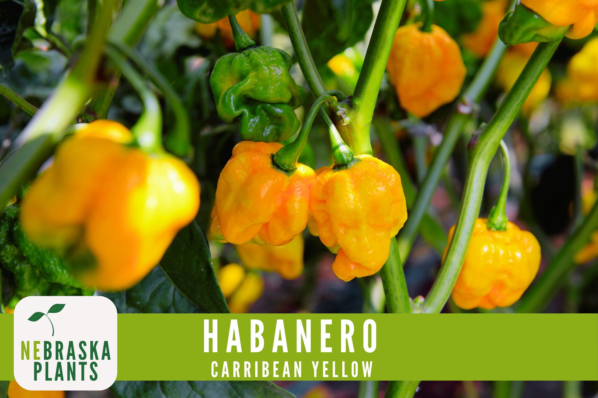 Caribbean Yellow Habanero Seeds - Nebraska Seeds