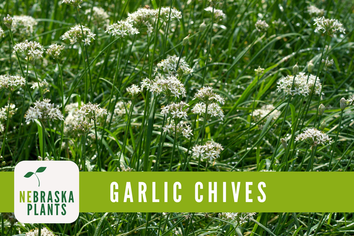 Garlic Chives Heirloom Seeds - Nebraska Seeds