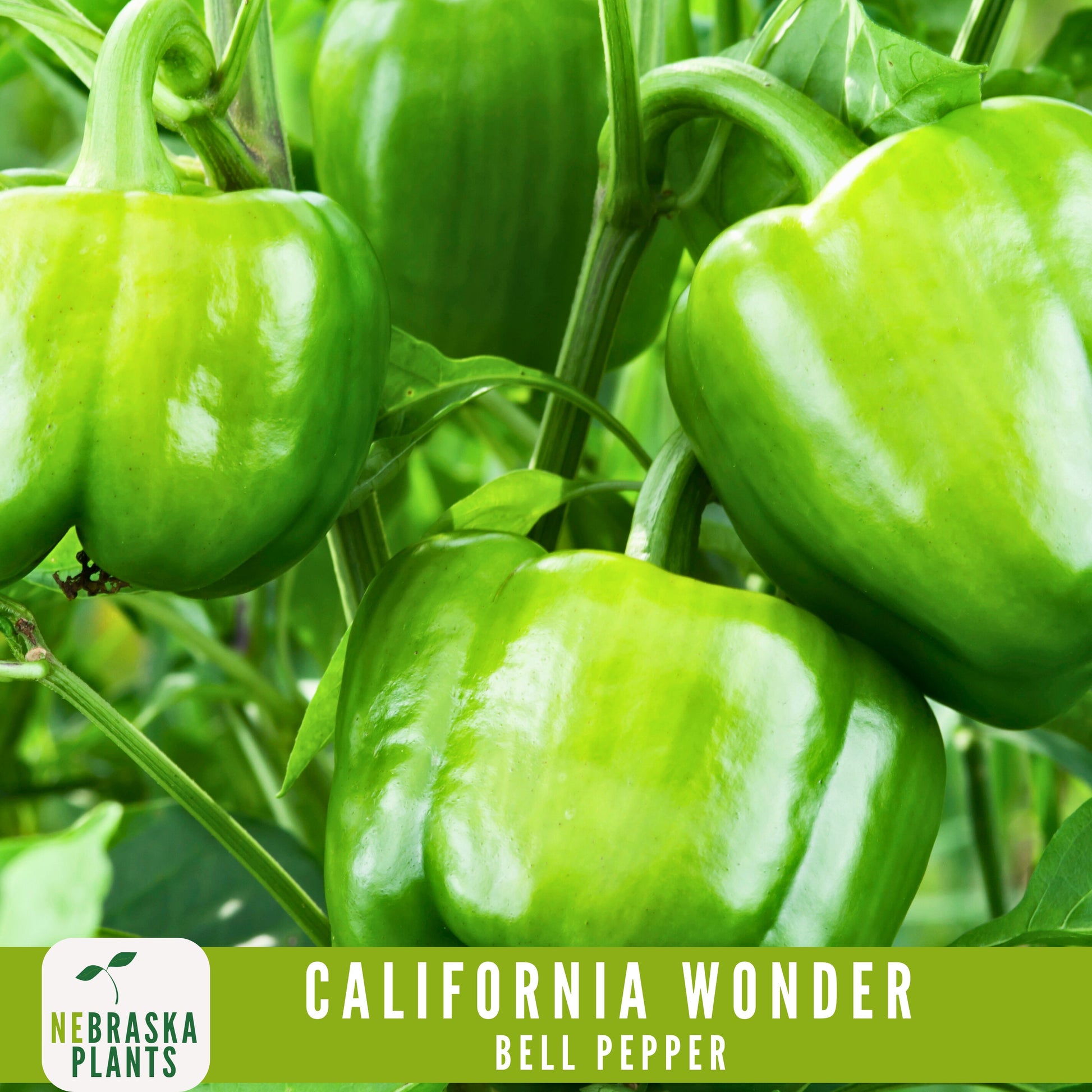 California Wonder Heirloom Bell Pepper Seeds - Nebraska Seeds