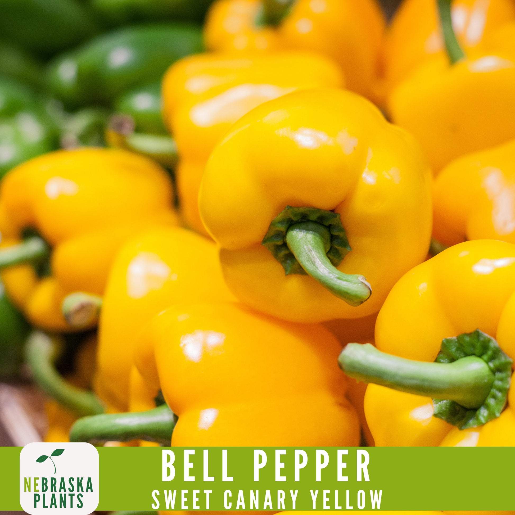 Sweet Canary Yellow Bell Pepper Seeds - Grow Your Own Delicious Heirloom Peppers - Nebraska Seeds