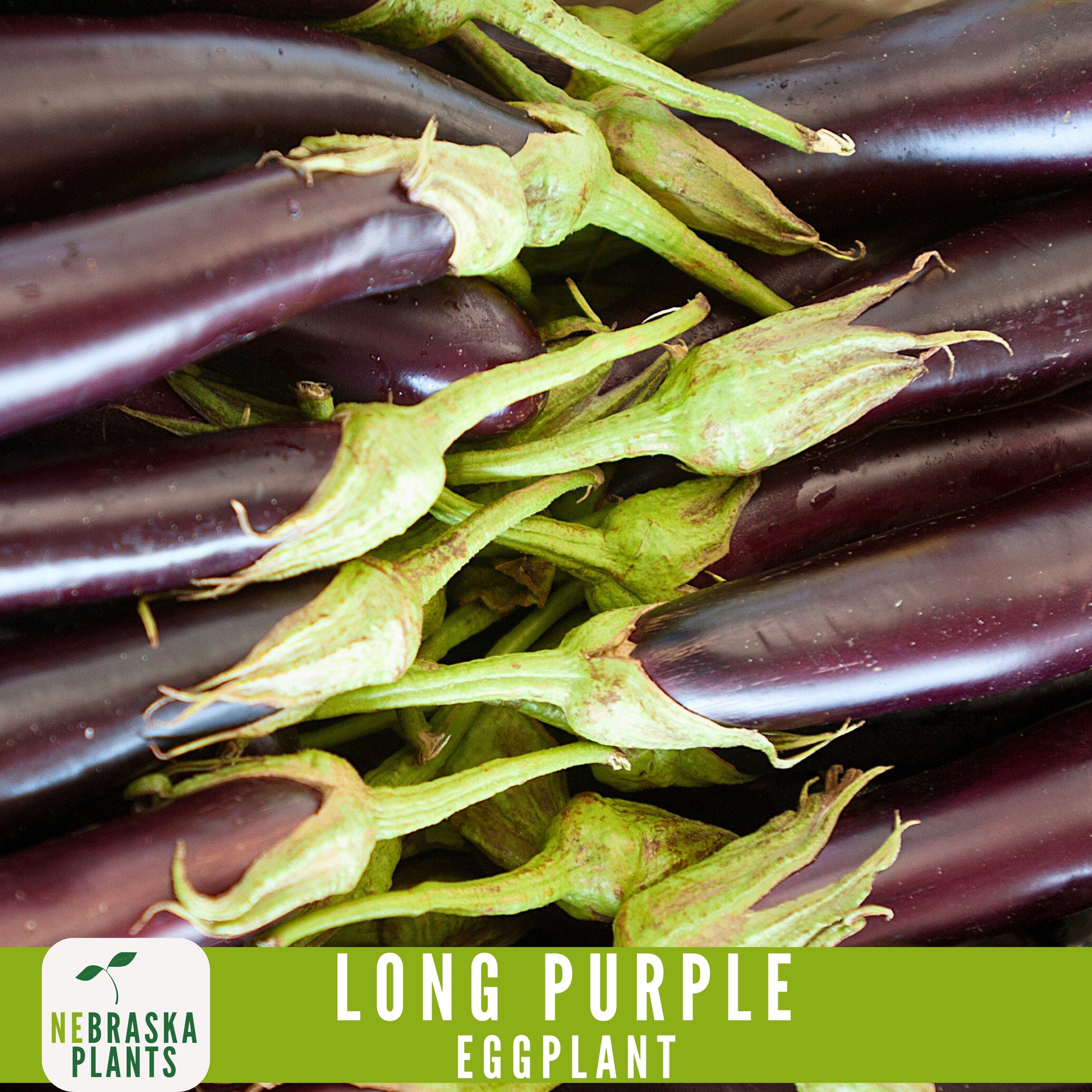 Long Purple Eggplant Seeds - Nebraska Seeds