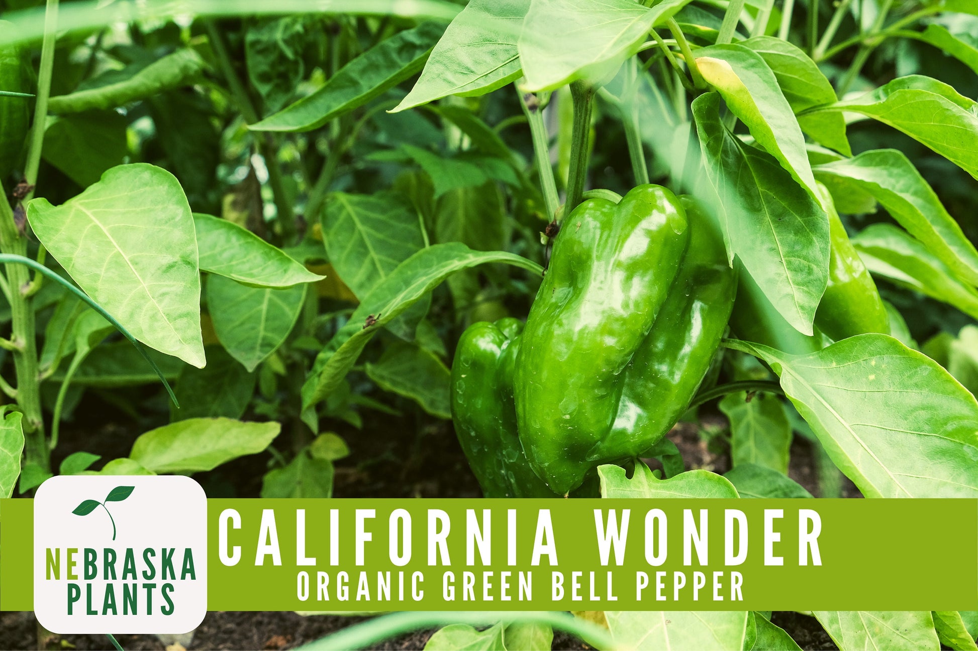 Organic California Wonder Bell Pepper Seeds - Nebraska Seeds