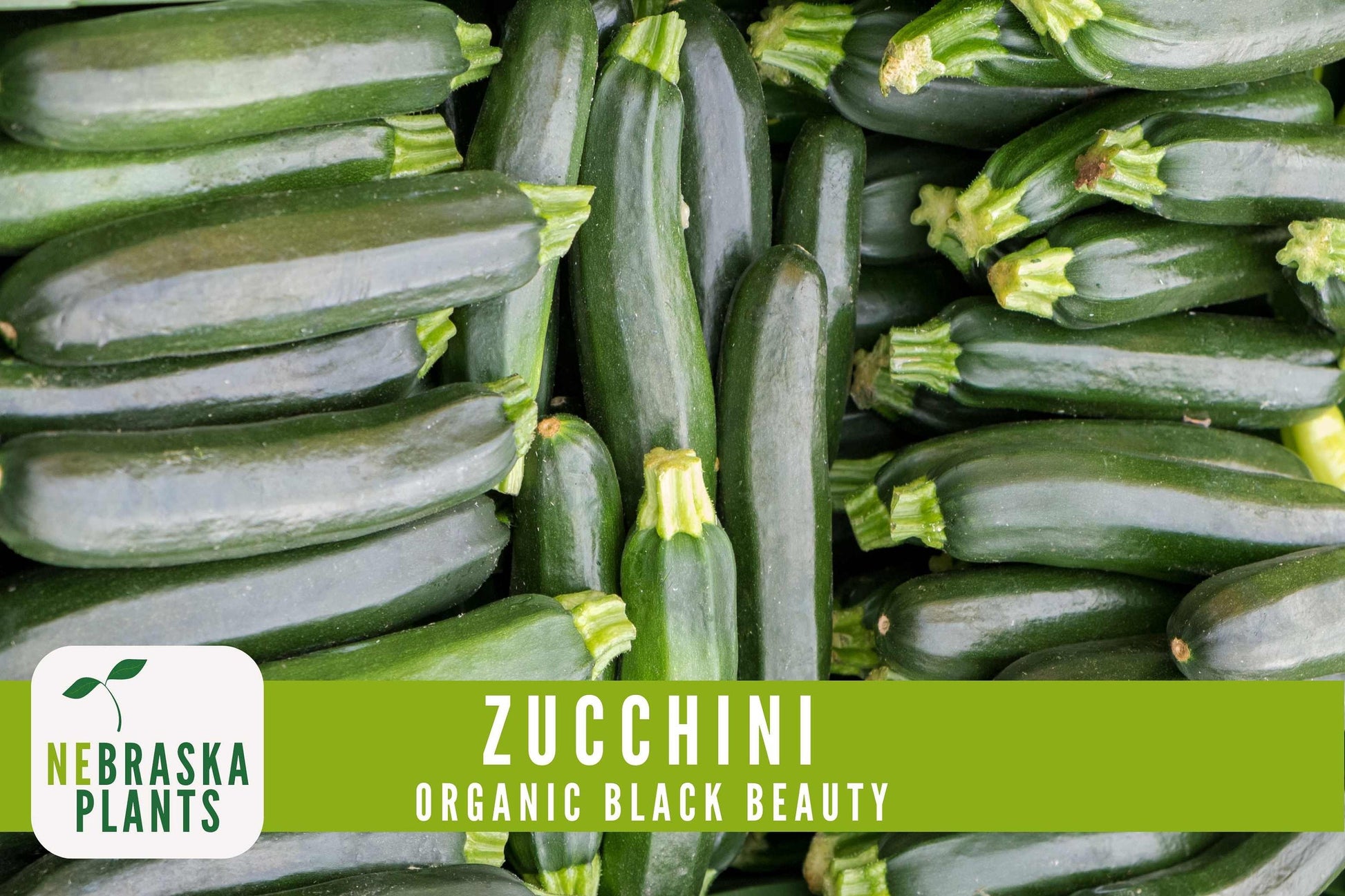 Organic Black Beauty Zucchini Seeds - Black Beauty Zucchini - Heirloom Summer Squash Seeds - Nebraska Seeds